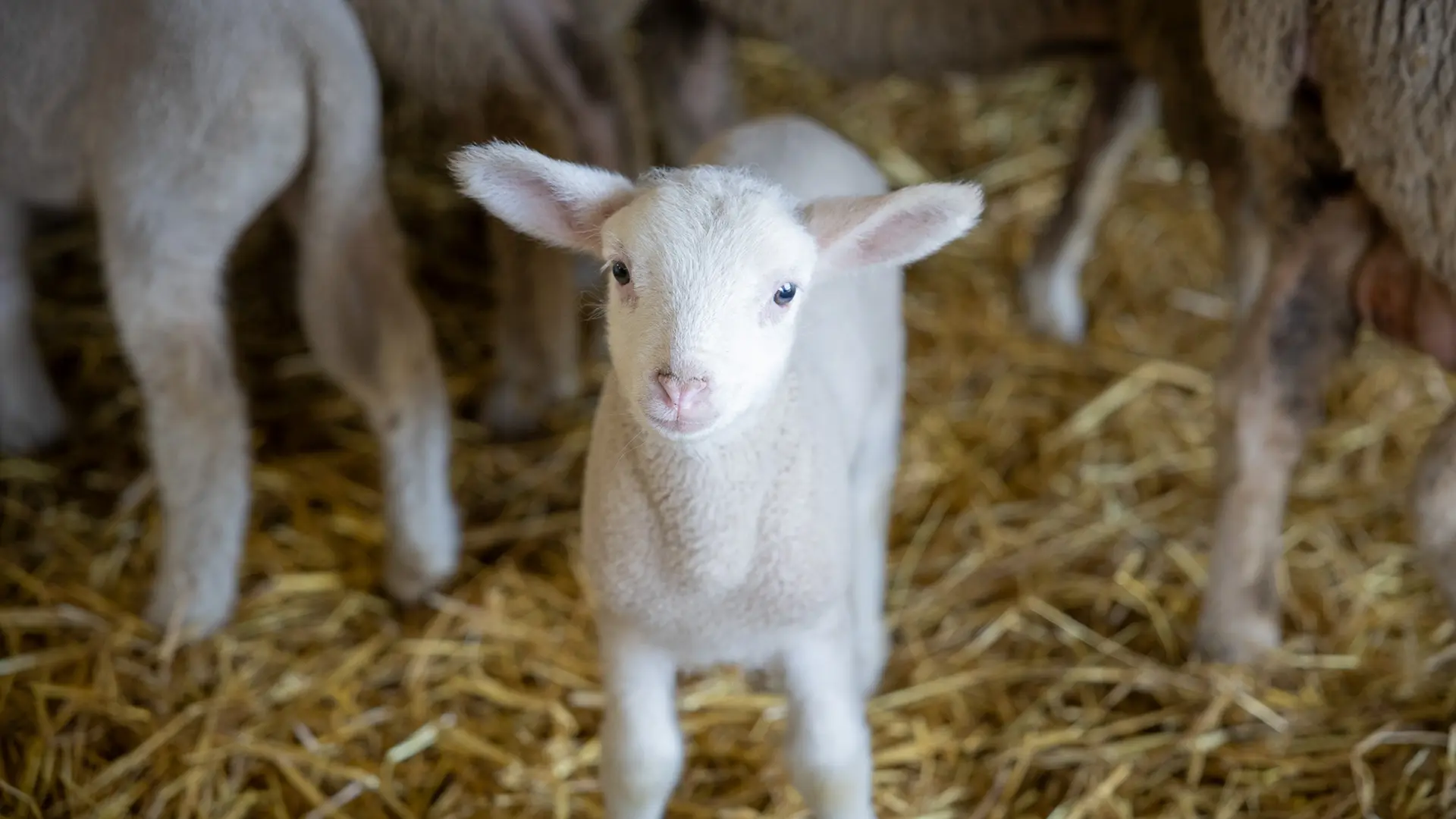 Agneau dans une bergerie