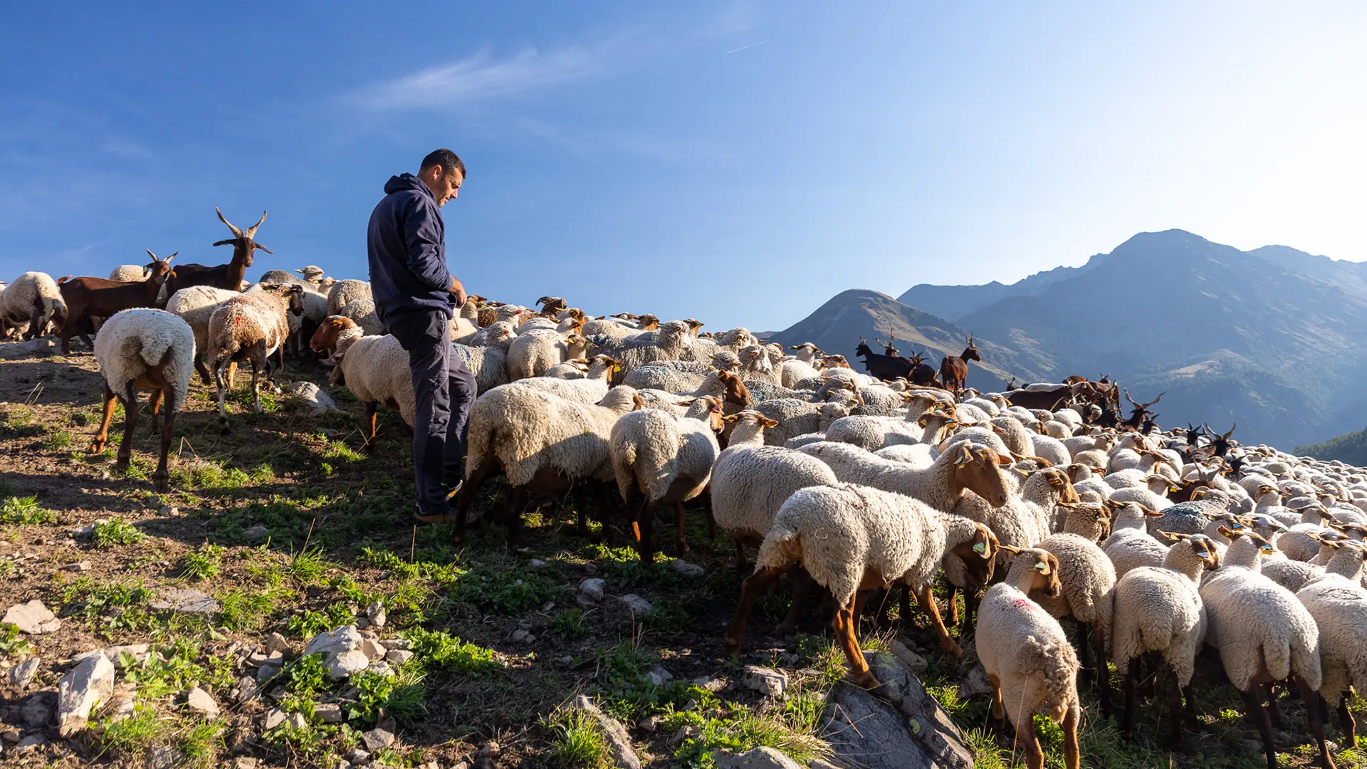 berger est es brebis dans les alpages