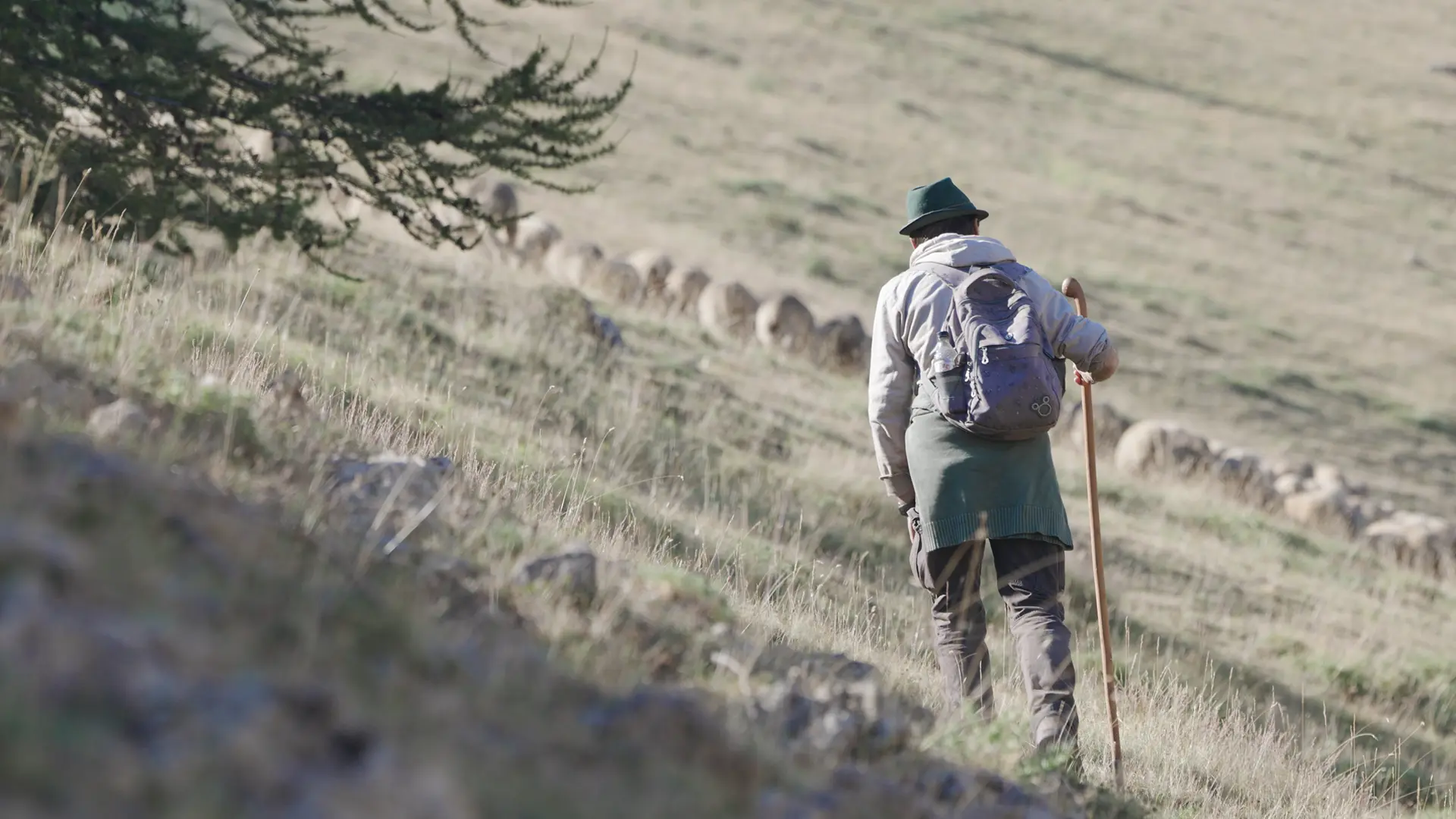 Berger en alpage à Valberg