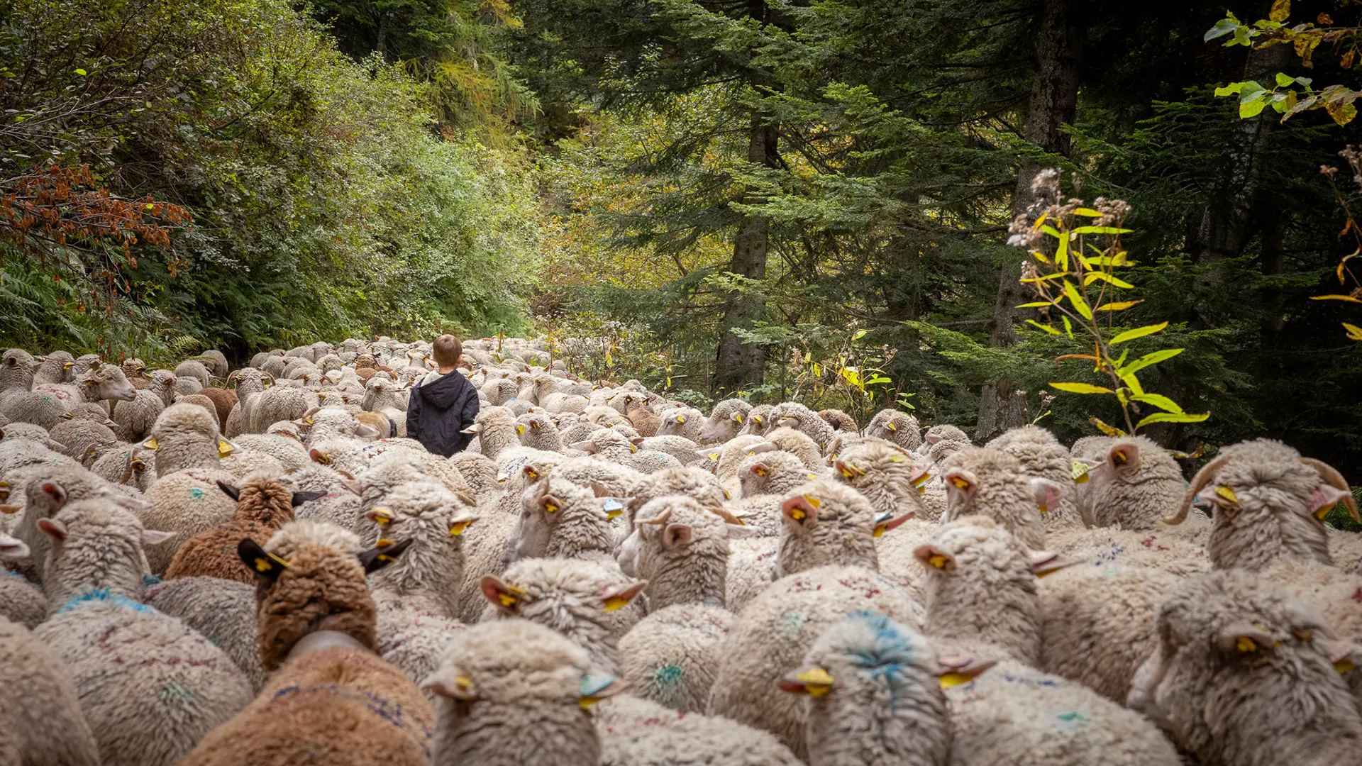 Transhumance d'automne