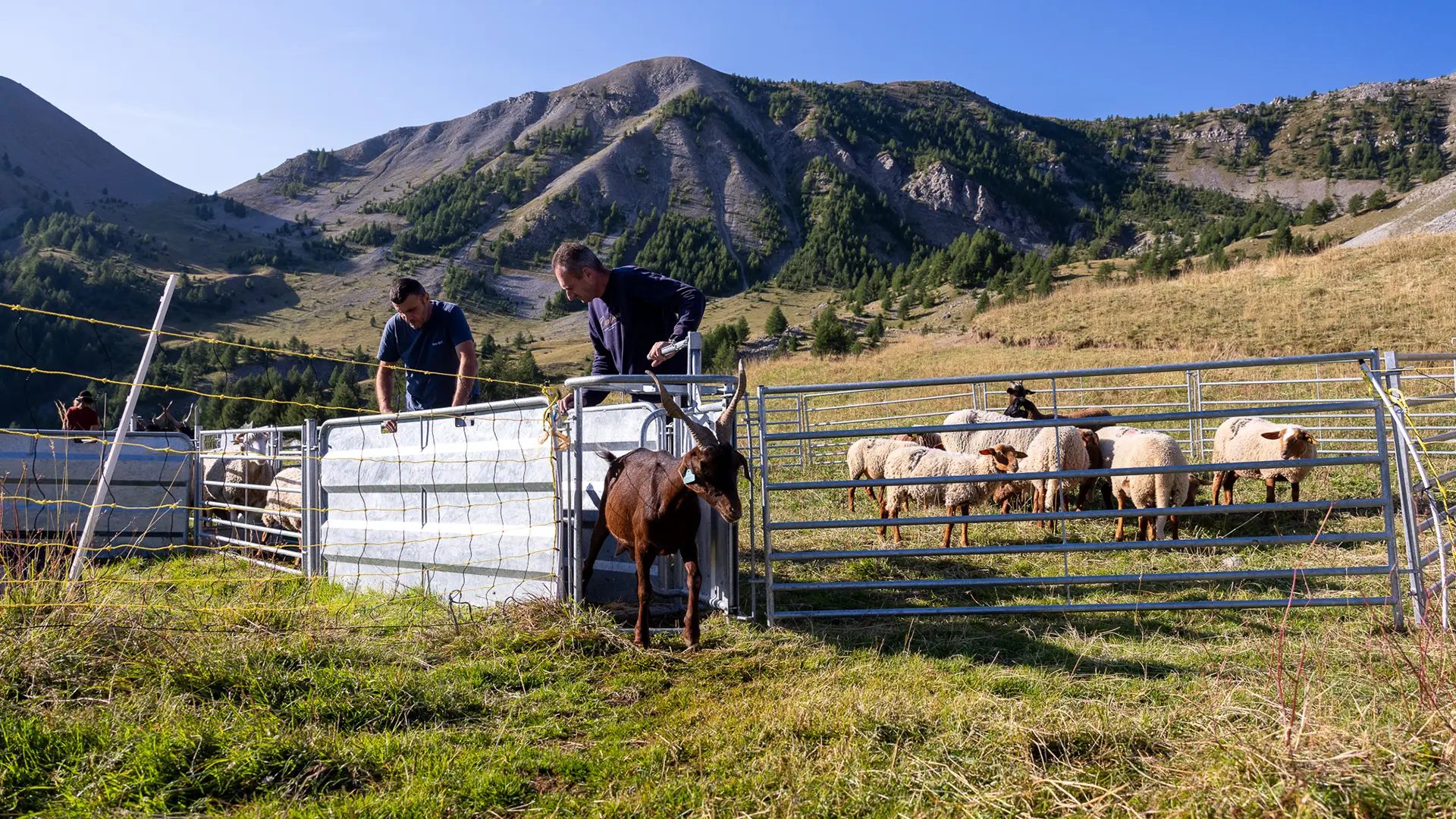 Tri du troupeau de brebis