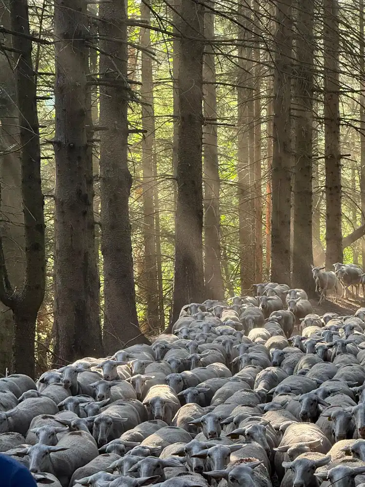 Transhumance Lozère 4 Fédération des communes pastorales Vœux 2026