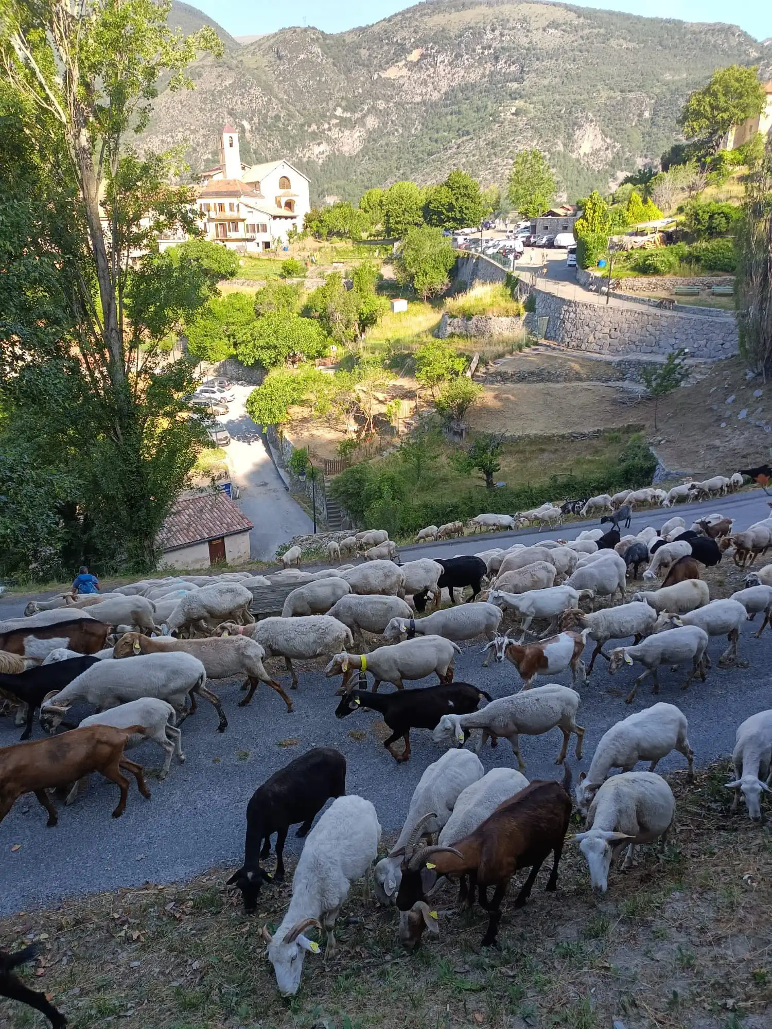 Transhumance Marie Fédération des communes pastorales Vœux 2026