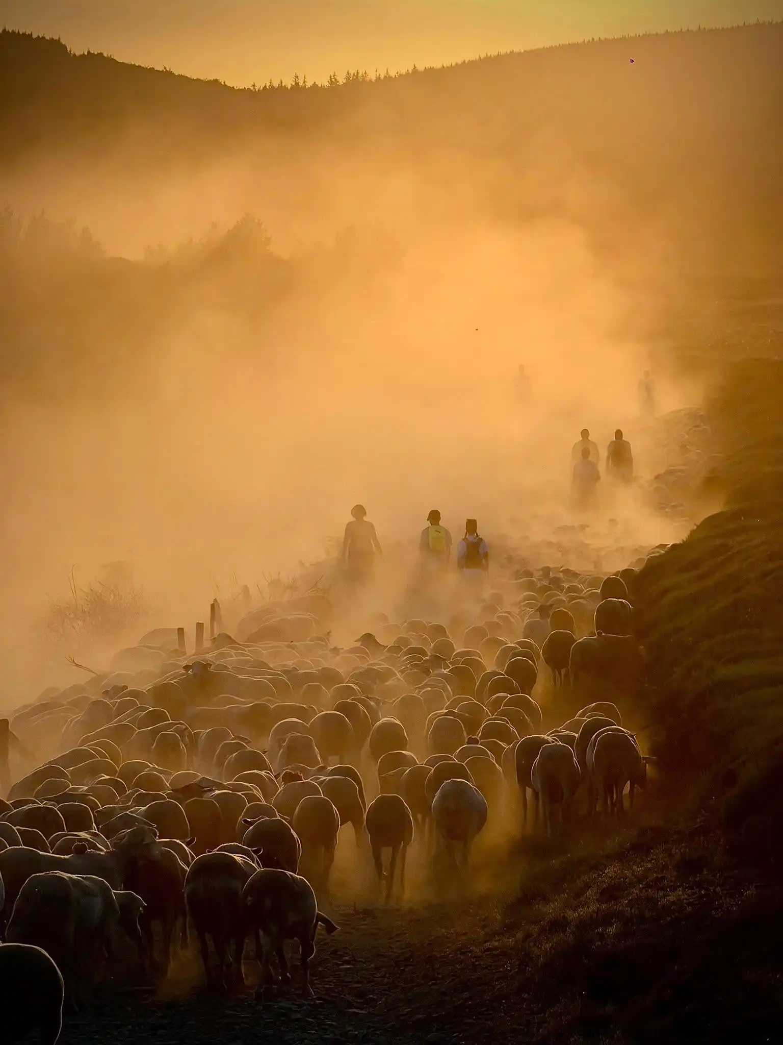 Lever de soleil sur la transhumance berger est es brebis dans les alpages